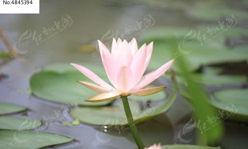植物叶子有什么作用专区_植物叶子有什么作用专区_哪些植物的叶子功效网