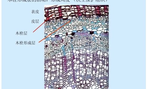 植物叶子有什么作用专区_植物叶子有什么作用专区_哪些植物的叶子功效网