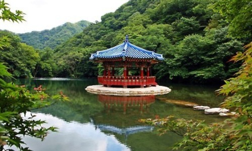 哪些植物的叶子功效最好-植物叶子有什么作用专区_植物叶子有什么作用专区_哪些植物的叶子功效网